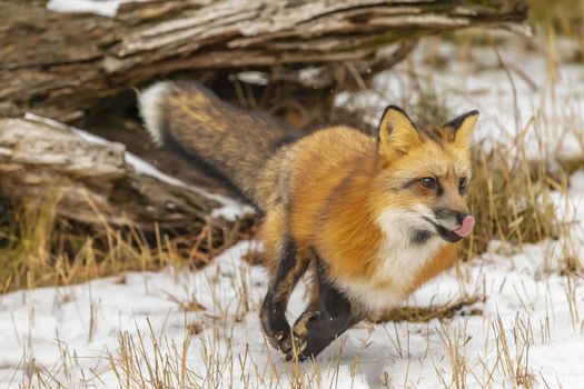 A Red Fox hunting for pray in a snowy environment