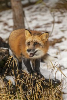 A Red Fox hunting for pray in a snowy environment