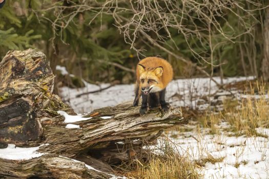 A Red Fox hunting for pray in a snowy environment