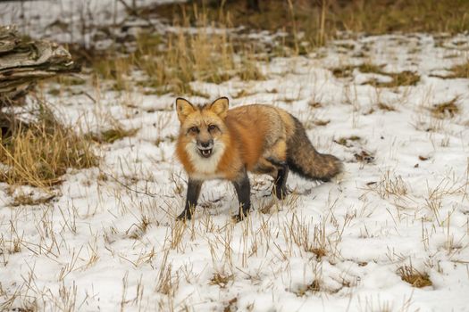 A Red Fox hunting for pray in a snowy environment