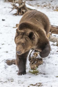 A Grizzly Bear enjoys the winter weather in Montana