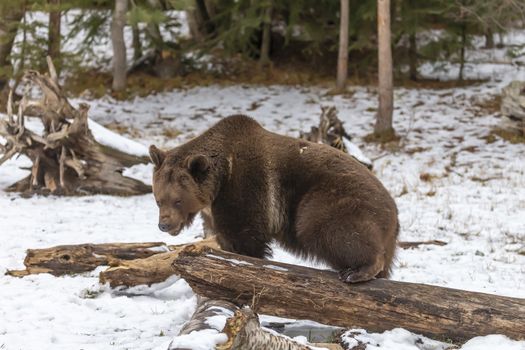 A Grizzly Bear enjoys the winter weather in Montana