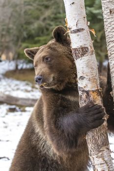 A Grizzly Bear enjoys the winter weather in Montana