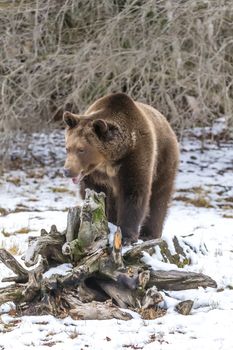 A Grizzly Bear enjoys the winter weather in Montana