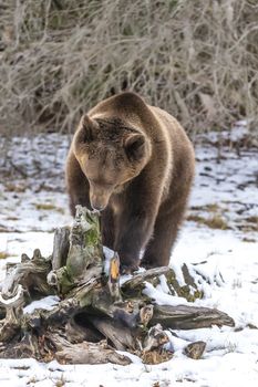 A Grizzly Bear enjoys the winter weather in Montana