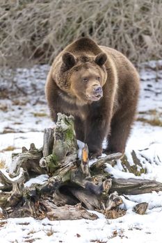 A Grizzly Bear enjoys the winter weather in Montana