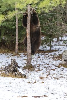 A Grizzly Bear enjoys the winter weather in Montana