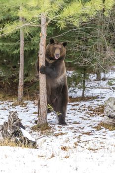 A Grizzly Bear enjoys the winter weather in Montana