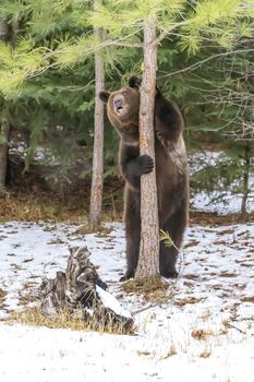 A Grizzly Bear enjoys the winter weather in Montana