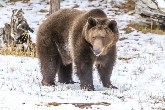 A Grizzly Bear enjoys the winter weather in Montana