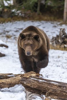 A Grizzly Bear enjoys the winter weather in Montana