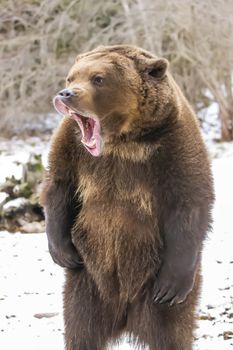 A Grizzly Bear enjoys the winter weather in Montana