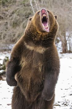 A Grizzly Bear enjoys the winter weather in Montana