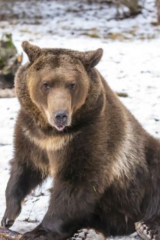 A Grizzly Bear enjoys the winter weather in Montana