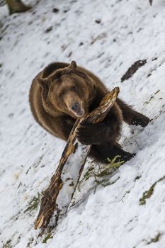 A Grizzly Bear enjoys the winter weather in Montana