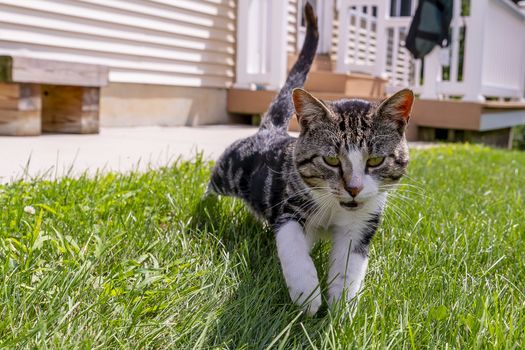 A beautiful family house cat pauses for a portrait in an outdoor environment