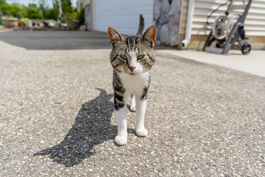 A beautiful family house cat pauses for a portrait in an outdoor environment