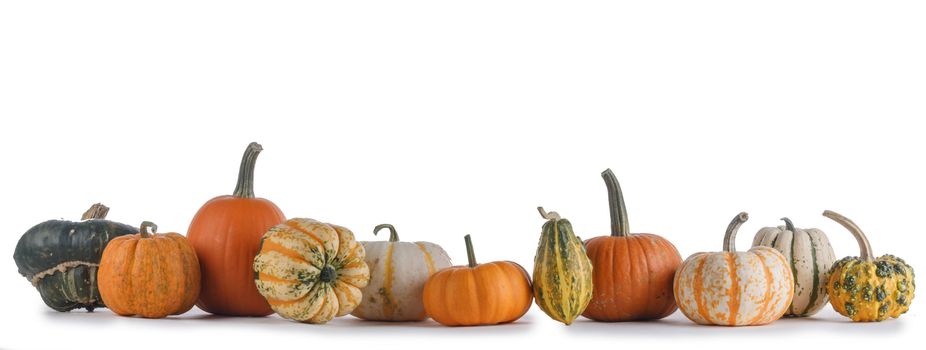 Many various pumpkins isolated on white background, Halloween or Thanksgiving day concept