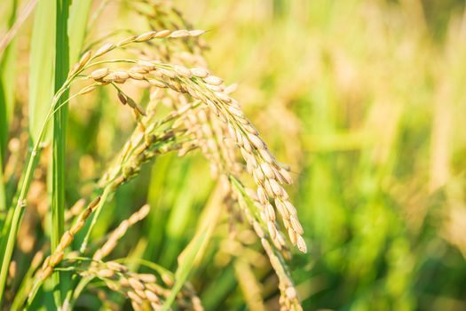 Close up of golden ear of rice getting ripe on paddy rice field,North Italy.