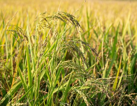 Close up to North Italy rice seeds in ear of paddy