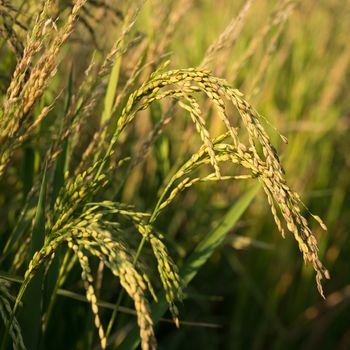 Close up of golden ear of rice getting ripe on paddy rice field,North Italy.