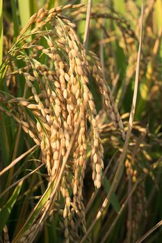 Close up of golden ear of rice getting ripe on paddy rice field,North Italy.