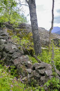 Beautiful Norwegian landscape with trees firs mountains and rocks. Norway Nature.