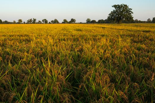 Sunset over rice fields North of italy,Landscapes view.