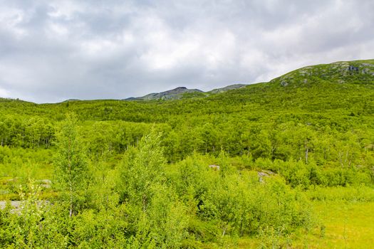 Beautiful Norwegian landscape with trees firs mountains and rocks. Norway Nature.