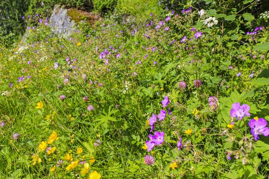 Beautiful meadow flowers, purple geranium yellow flowers. Summer landscape in Hemsedal, Viken, Buskerud, Norway.