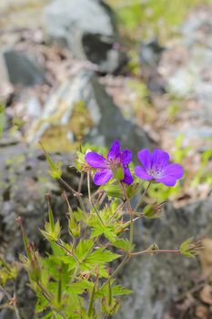 Beautiful meadow flower, purple geranium. Summer landscape in Hemsedal, Viken, Buskerud, Norway.