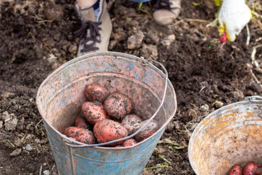 Digging potatoes in the garden. Collected potatoes in a bucket. Time of harvest, planting potatoes. Family farmers. Seasonal work.