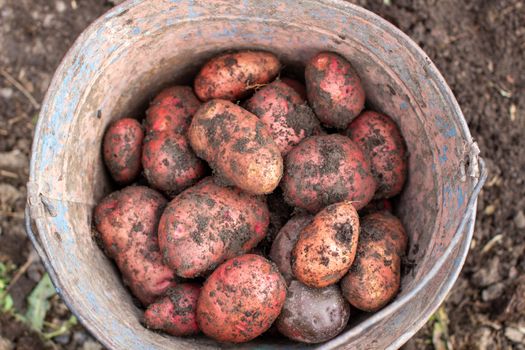 Digging potatoes in the garden. Collected potatoes in a bucket. Time of harvest, planting potatoes. Family farmers. Seasonal work.