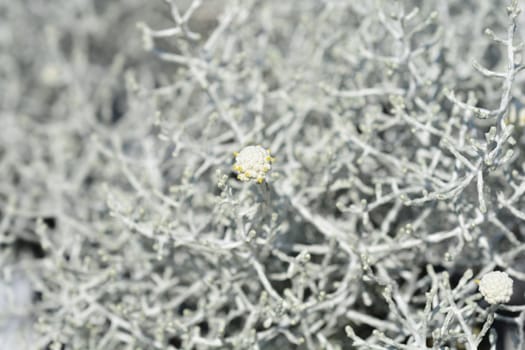 Silver cushion bush - Latin name - Calocephalus brownii