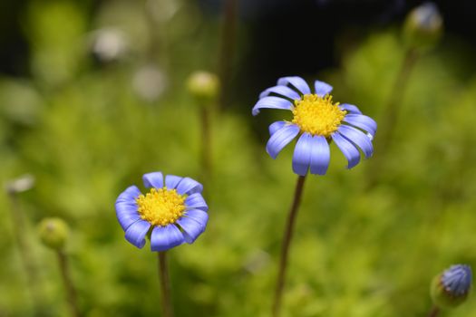 Blue daisy Felicitara Blue - Latin name - Felicia amelloides Felicitara Blue