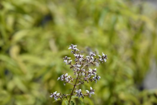 Lemon verbena leaves - Latin name - Aloysia citriodora (Aloysia triphylla)