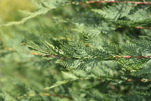 Leyland cypress - Latin name - Cuprocyparis leylandii