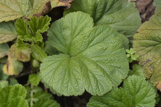 Dwarf orange avens leaves - Latin name - Geum coccineum