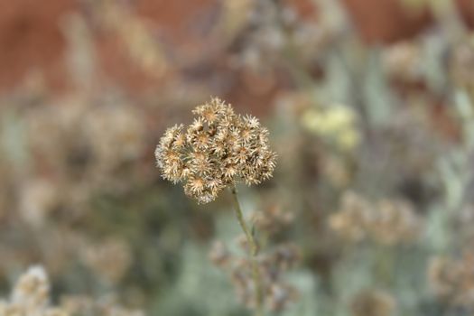 Italian everlasting seeds - Latin name - Helichrysum italicum