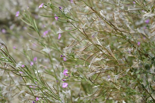 Great hairy willowherb flowers and seeds - Latin name - Epilobium hirsutum