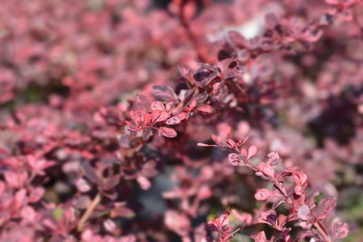 Japanese barberry Harlequin - Latin name - Berberis thunbergii Harlequin