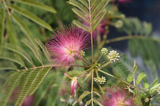 Silk tree flowers - Latin name - Albizia julibrissin