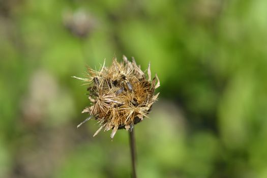 Single-flowered sawwort seed head - Latin name - Klasea lycopifolia (Serratula lycopifolia)