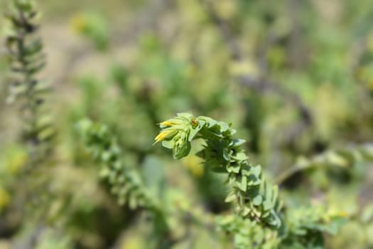 Smooth honeywort - Latin name - Cerinthe glabra