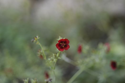 Dark Crimson Cinquefoil flower - Latin name - Potentilla atrosanguinea