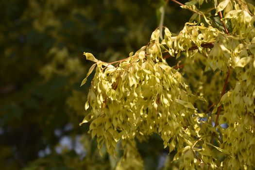 Tree of heaven seeds - Latin name - Ailanthus altissima