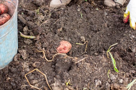 Digging potatoes in the garden. Time of harvest, planting potatoes. Family farmers. Seasonal work