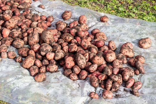 Digging potatoes in the garden. Time of harvest, planting potatoes. Family farmers. Seasonal work
