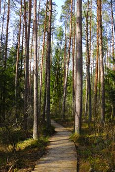 A beautiful trail for walking in the forest. Fresh clean air