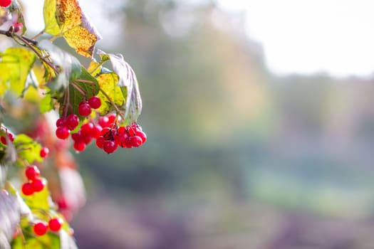 Viburnum berries and leaves in summer outdoors in the garden. A bunch of red viburnum berries on a branch. High quality photo